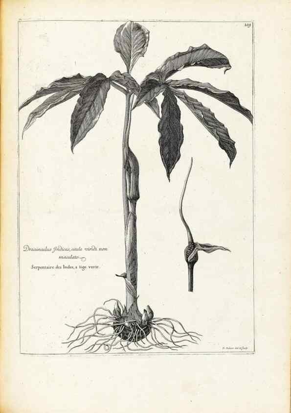 Reproducción/Reproduction 48583840747: [Recueil des plantes dessinées et gravées par ordre du roi Louis XIV].. Paris :Impr. royale,1786. 