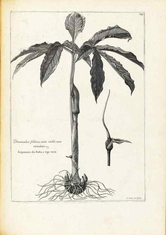 Reproducción/Reproduction 48583840747: [Recueil des plantes dessinées et gravées par ordre du roi Louis XIV].. Paris :Impr. royale,1786. 