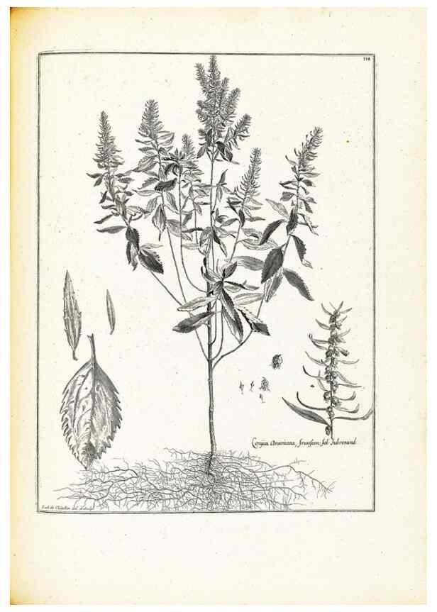 Reproducción/Reproduction 48583678706: [Recueil des plantes dessinées et gravées par ordre du roi Louis XIV].. Paris :Impr. royale,1786. 