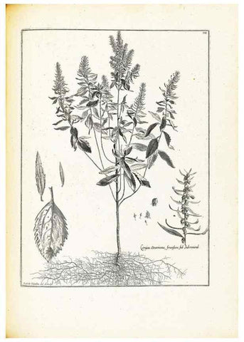 Reproducción/Reproduction 48583678706: [Recueil des plantes dessinées et gravées par ordre du roi Louis XIV].. Paris :Impr. royale,1786. 