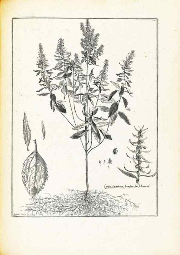 Reproducción/Reproduction 48583678706: [Recueil des plantes dessinées et gravées par ordre du roi Louis XIV].. Paris :Impr. royale,1786. 