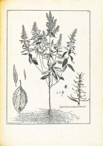 Reproducción/Reproduction 48583678706: [Recueil des plantes dessinées et gravées par ordre du roi Louis XIV].. Paris :Impr. royale,1786. 