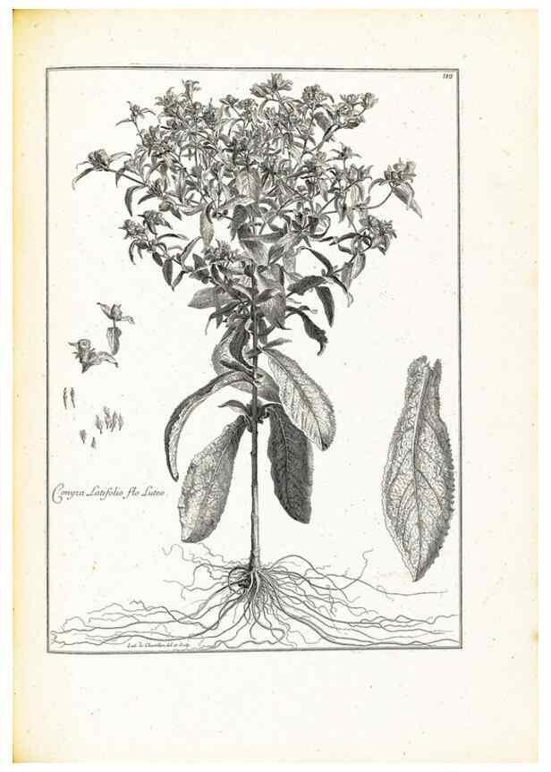 Reproducción/Reproduction 48583678041: [Recueil des plantes dessinées et gravées par ordre du roi Louis XIV].. Paris :Impr. royale,1786. 