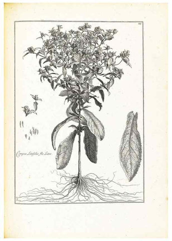 Reproducción/Reproduction 48583678041: [Recueil des plantes dessinées et gravées par ordre du roi Louis XIV].. Paris :Impr. royale,1786. 