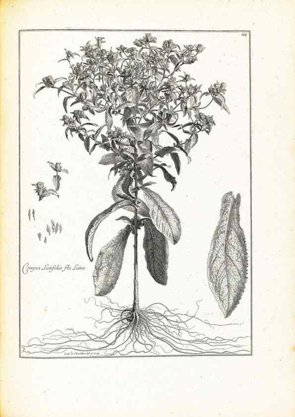 Reproducción/Reproduction 48583678041: [Recueil des plantes dessinées et gravées par ordre du roi Louis XIV].. Paris :Impr. royale,1786. 