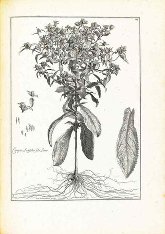 Reproducción/Reproduction 48583678041: [Recueil des plantes dessinées et gravées par ordre du roi Louis XIV].. Paris :Impr. royale,1786. 