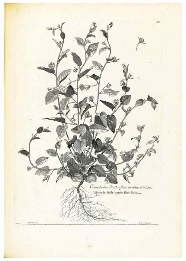 Reproducción/Reproduction 48583677356: [Recueil des plantes dessinées et gravées par ordre du roi Louis XIV].. Paris :Impr. royale,1786. 