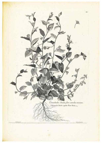 Reproducción/Reproduction 48583677356: [Recueil des plantes dessinées et gravées par ordre du roi Louis XIV].. Paris :Impr. royale,1786. 