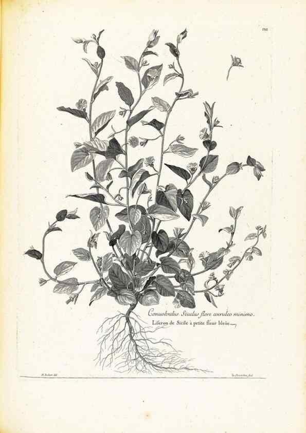 Reproducción/Reproduction 48583677356: [Recueil des plantes dessinées et gravées par ordre du roi Louis XIV].. Paris :Impr. royale,1786. 