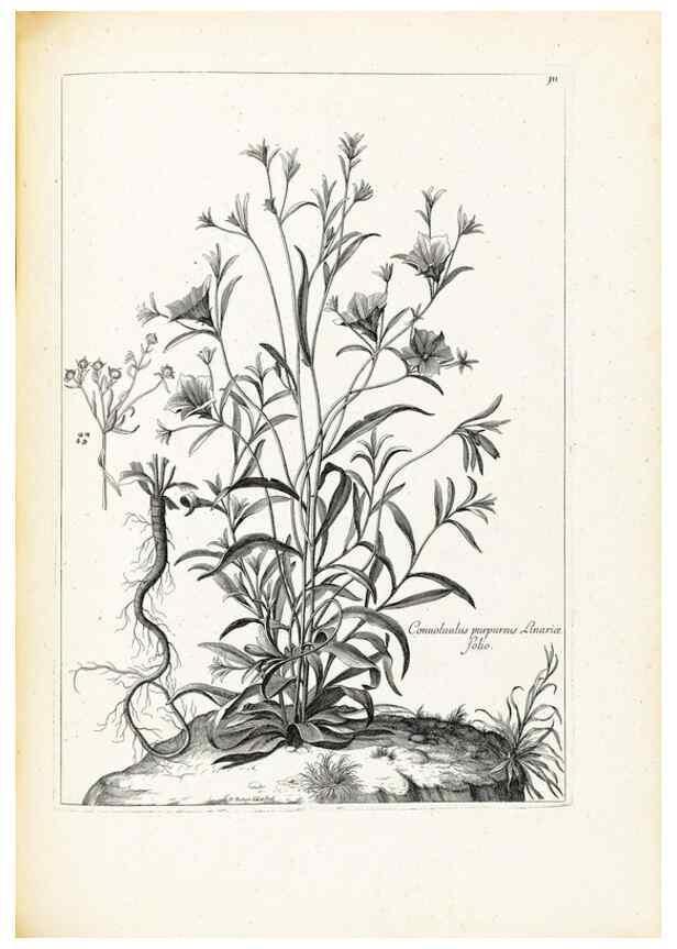 Reproducción/Reproduction 48583676786: [Recueil des plantes dessinées et gravées par ordre du roi Louis XIV].. Paris :Impr. royale,1786. 