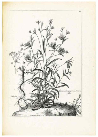 Reproducción/Reproduction 48583676786: [Recueil des plantes dessinées et gravées par ordre du roi Louis XIV].. Paris :Impr. royale,1786. 