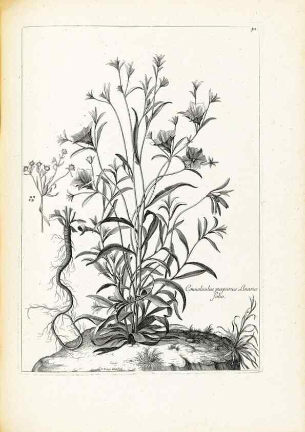 Reproducción/Reproduction 48583676786: [Recueil des plantes dessinées et gravées par ordre du roi Louis XIV].. Paris :Impr. royale,1786. 