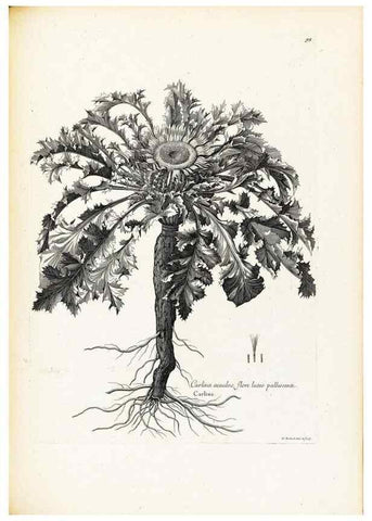 Reproducción/Reproduction 48583668406: [Recueil des plantes dessinées et gravées par ordre du roi Louis XIV].. Paris :Impr. royale,1786. 