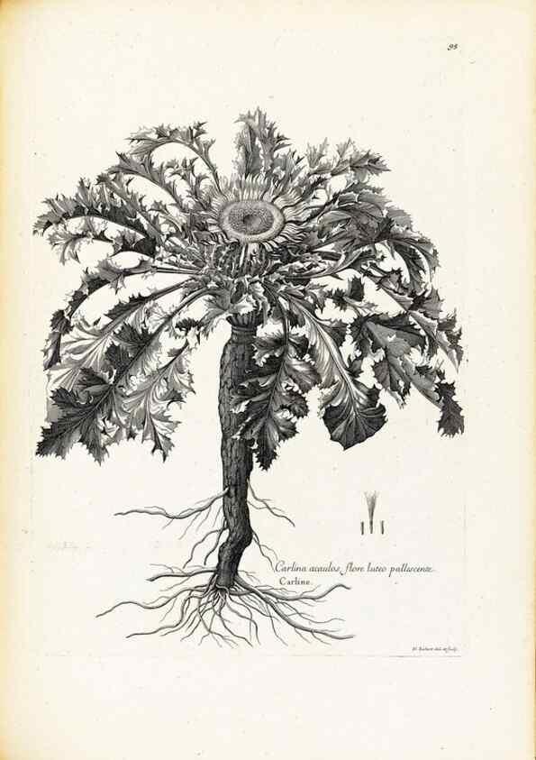Reproducción/Reproduction 48583668406: [Recueil des plantes dessinées et gravées par ordre du roi Louis XIV].. Paris :Impr. royale,1786. 