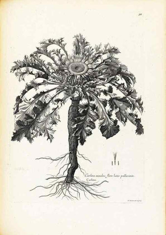 Reproducción/Reproduction 48583668406: [Recueil des plantes dessinées et gravées par ordre du roi Louis XIV].. Paris :Impr. royale,1786. 
