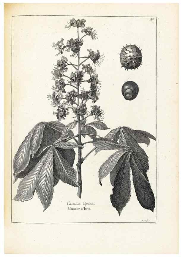 Reproducción/Reproduction 48583668791: [Recueil des plantes dessinées et gravées par ordre du roi Louis XIV].. Paris :Impr. royale,1786. 