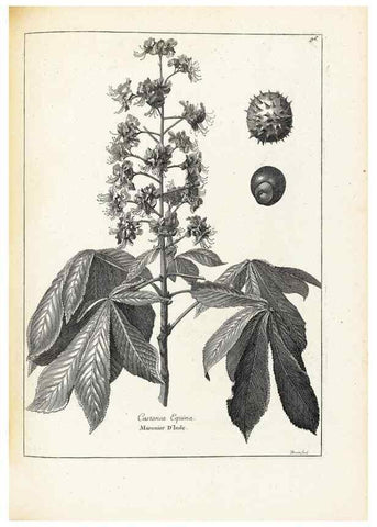 Reproducción/Reproduction 48583668791: [Recueil des plantes dessinées et gravées par ordre du roi Louis XIV].. Paris :Impr. royale,1786. 
