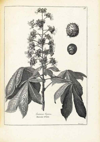 Reproducción/Reproduction 48583668791: [Recueil des plantes dessinées et gravées par ordre du roi Louis XIV].. Paris :Impr. royale,1786. 
