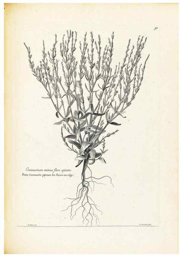 Reproducción/Reproduction 48583669176: [Recueil des plantes dessinées et gravées par ordre du roi Louis XIV].. Paris :Impr. royale,1786. 