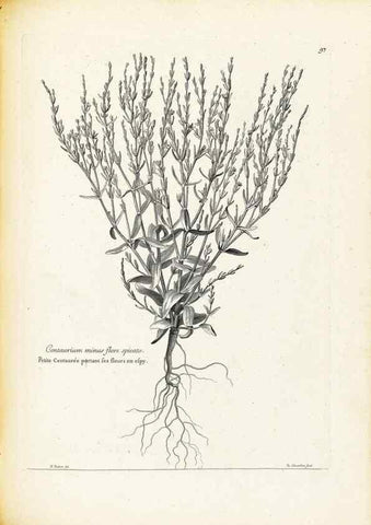 Reproducción/Reproduction 48583669176: [Recueil des plantes dessinées et gravées par ordre du roi Louis XIV].. Paris :Impr. royale,1786. 