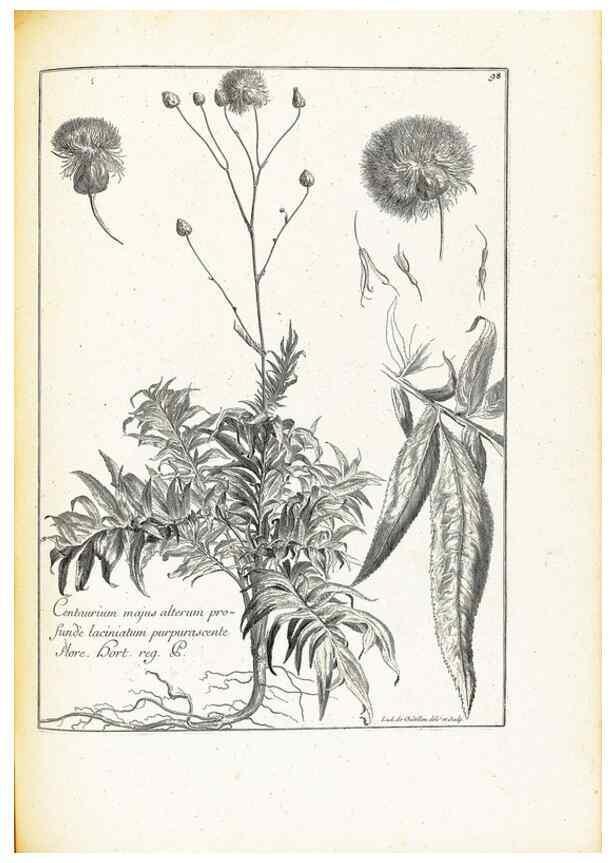 Reproducción/Reproduction 48583669561: [Recueil des plantes dessinées et gravées par ordre du roi Louis XIV].. Paris :Impr. royale,1786. 