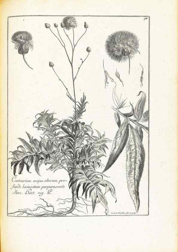 Reproducción/Reproduction 48583669561: [Recueil des plantes dessinées et gravées par ordre du roi Louis XIV].. Paris :Impr. royale,1786. 