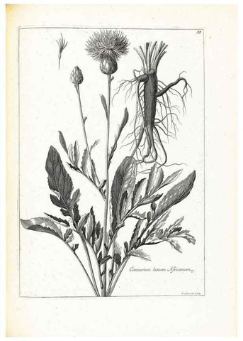 Reproducción/Reproduction 48583670001: [Recueil des plantes dessinées et gravées par ordre du roi Louis XIV].. Paris :Impr. royale,1786. 