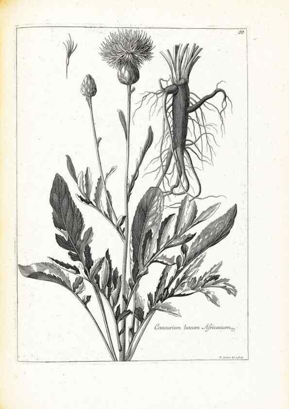 Reproducción/Reproduction 48583670001: [Recueil des plantes dessinées et gravées par ordre du roi Louis XIV].. Paris :Impr. royale,1786. 