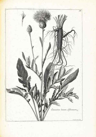 Reproducción/Reproduction 48583670001: [Recueil des plantes dessinées et gravées par ordre du roi Louis XIV].. Paris :Impr. royale,1786. 