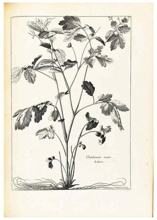Reproducción/Reproduction 48583822527: [Recueil des plantes dessinées et gravées par ordre du roi Louis XIV].. Paris :Impr. royale,1786. 
