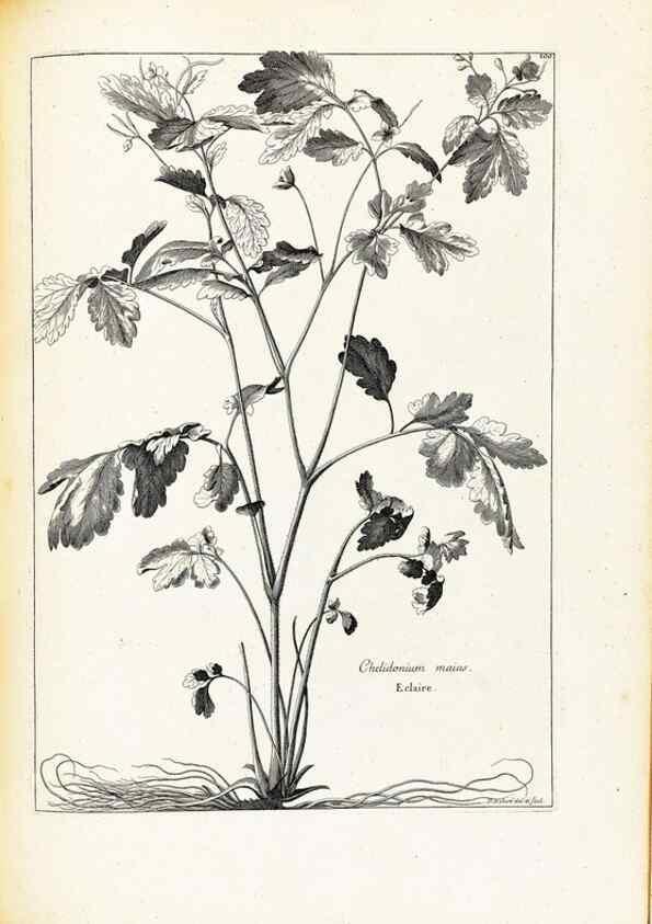 Reproducción/Reproduction 48583822527: [Recueil des plantes dessinées et gravées par ordre du roi Louis XIV].. Paris :Impr. royale,1786. 