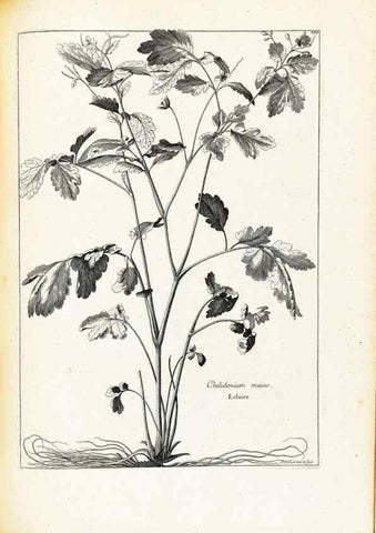 Reproducción/Reproduction 48583822527: [Recueil des plantes dessinées et gravées par ordre du roi Louis XIV].. Paris :Impr. royale,1786. 