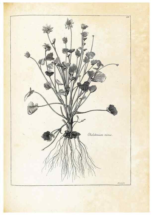 Reproducción/Reproduction 48583822967: [Recueil des plantes dessinées et gravées par ordre du roi Louis XIV].. Paris :Impr. royale,1786. 