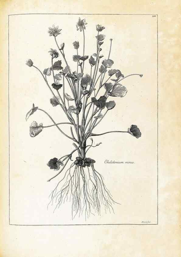 Reproducción/Reproduction 48583822967: [Recueil des plantes dessinées et gravées par ordre du roi Louis XIV].. Paris :Impr. royale,1786. 