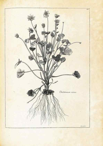 Reproducción/Reproduction 48583822967: [Recueil des plantes dessinées et gravées par ordre du roi Louis XIV].. Paris :Impr. royale,1786. 