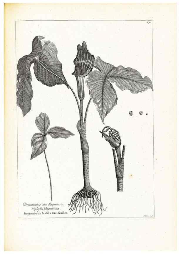 Reproducción/Reproduction 48583841327: [Recueil des plantes dessinées et gravées par ordre du roi Louis XIV].. Paris :Impr. royale,1786. 