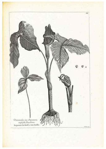 Reproducción/Reproduction 48583841327: [Recueil des plantes dessinées et gravées par ordre du roi Louis XIV].. Paris :Impr. royale,1786. 