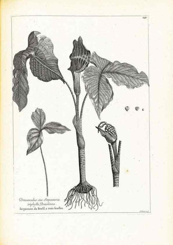 Reproducción/Reproduction 48583841327: [Recueil des plantes dessinées et gravées par ordre du roi Louis XIV].. Paris :Impr. royale,1786. 