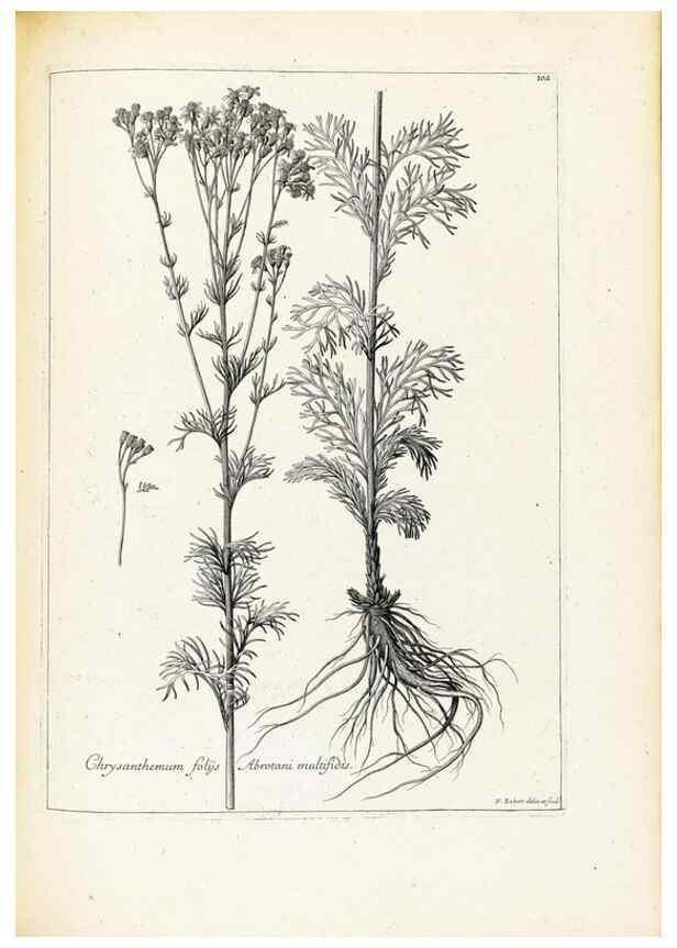 Reproducción/Reproduction 48583823727: [Recueil des plantes dessinées et gravées par ordre du roi Louis XIV].. Paris :Impr. royale,1786. 
