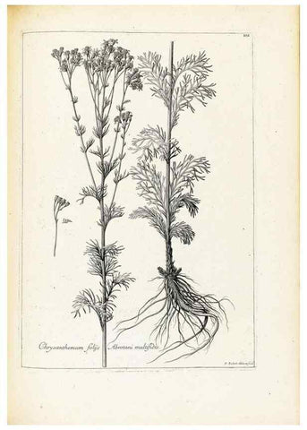 Reproducción/Reproduction 48583823727: [Recueil des plantes dessinées et gravées par ordre du roi Louis XIV].. Paris :Impr. royale,1786. 