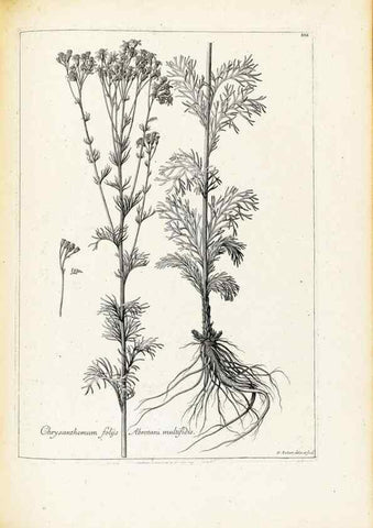 Reproducción/Reproduction 48583823727: [Recueil des plantes dessinées et gravées par ordre du roi Louis XIV].. Paris :Impr. royale,1786. 