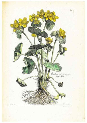 Reproducción/Reproduction 48583672496: [Recueil des plantes dessinées et gravées par ordre du roi Louis XIV].. Paris :Impr. royale,1786. 