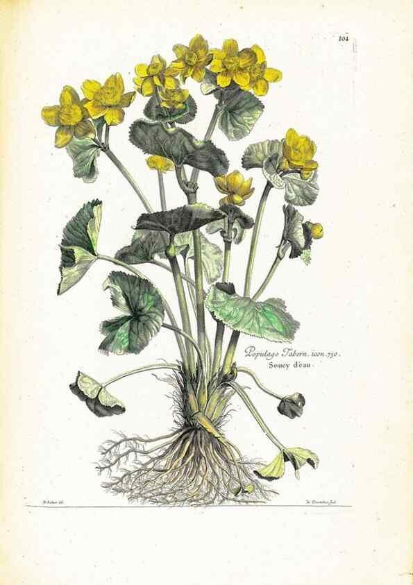 Reproducción/Reproduction 48583672496: [Recueil des plantes dessinées et gravées par ordre du roi Louis XIV].. Paris :Impr. royale,1786. 