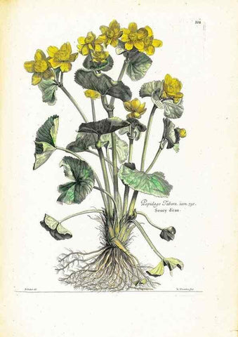 Reproducción/Reproduction 48583672496: [Recueil des plantes dessinées et gravées par ordre du roi Louis XIV].. Paris :Impr. royale,1786. 