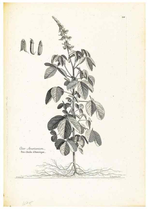 Reproducción/Reproduction 48583825167: [Recueil des plantes dessinées et gravées par ordre du roi Louis XIV].. Paris :Impr. royale,1786. 