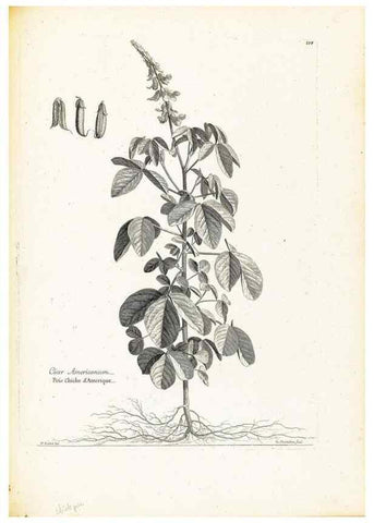 Reproducción/Reproduction 48583825167: [Recueil des plantes dessinées et gravées par ordre du roi Louis XIV].. Paris :Impr. royale,1786. 