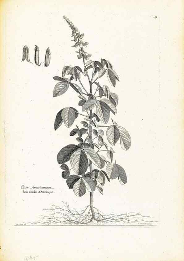 Reproducción/Reproduction 48583825167: [Recueil des plantes dessinées et gravées par ordre du roi Louis XIV].. Paris :Impr. royale,1786. 