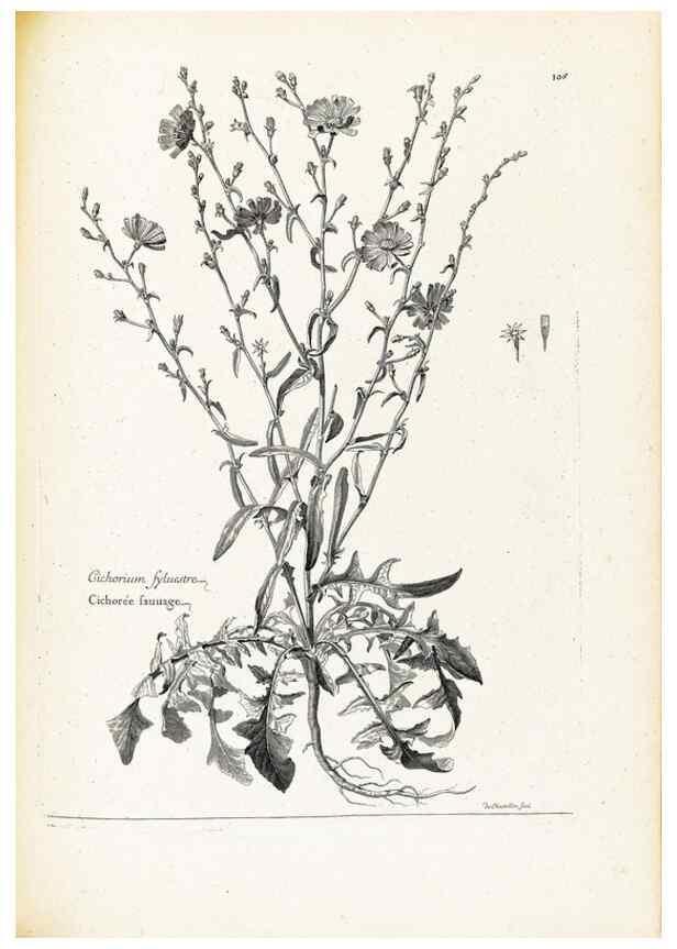 Reproducción/Reproduction 48583825742: [Recueil des plantes dessinées et gravées par ordre du roi Louis XIV].. Paris :Impr. royale,1786. 