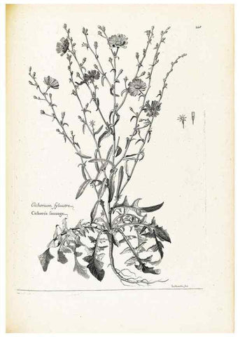 Reproducción/Reproduction 48583825742: [Recueil des plantes dessinées et gravées par ordre du roi Louis XIV].. Paris :Impr. royale,1786. 