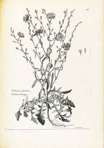 Reproducción/Reproduction 48583825742: [Recueil des plantes dessinées et gravées par ordre du roi Louis XIV].. Paris :Impr. royale,1786. 